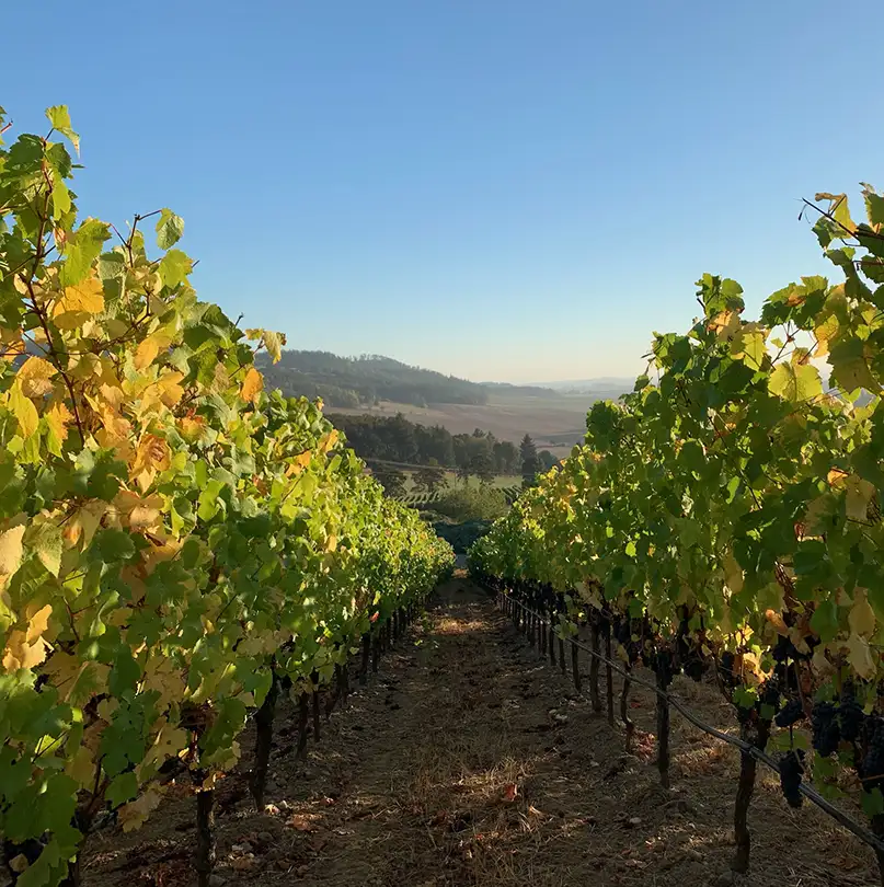Erath Vineyard on a bright sunny day.
