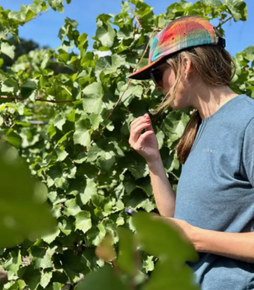 Erath Winery, Head Winemaker.