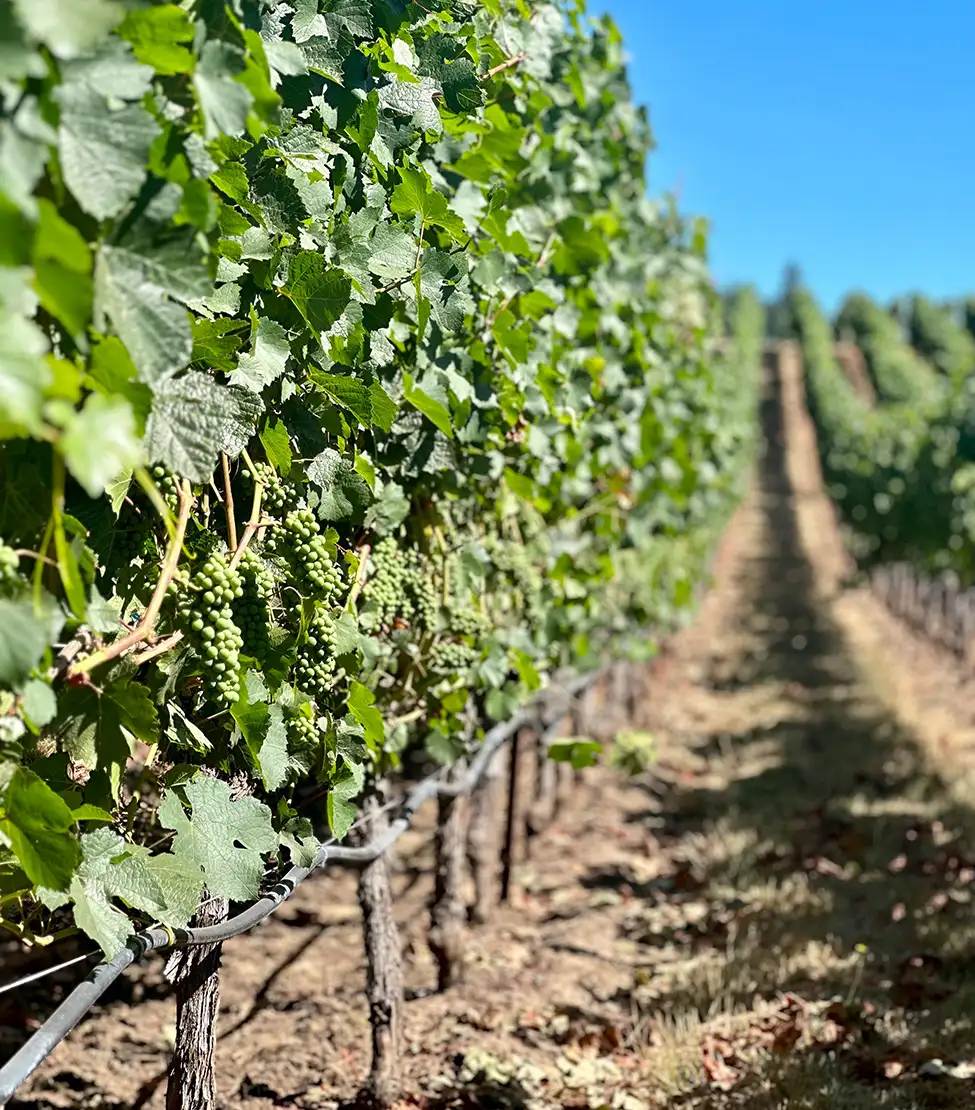 Knights Gambit Vineyard.