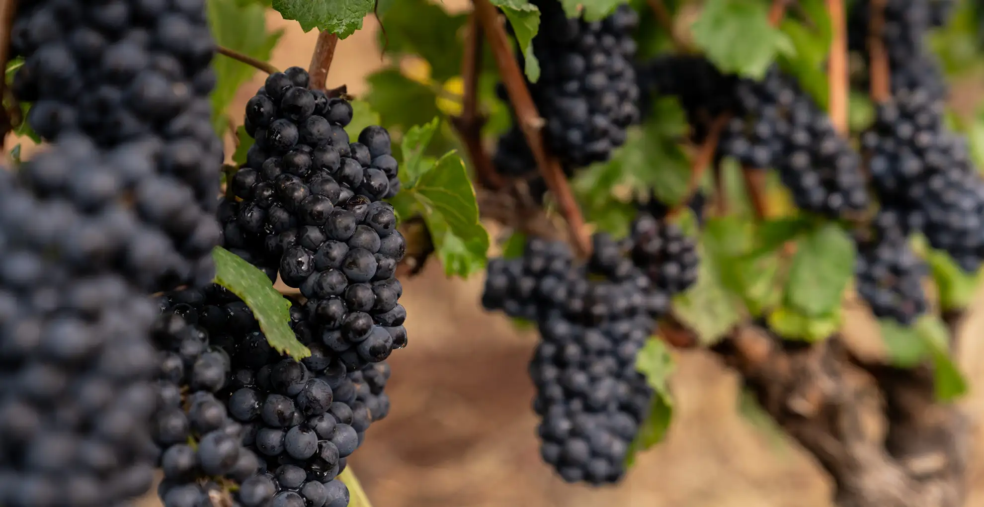 Oregon Pinot Noir grape vines.