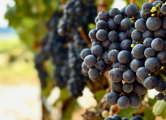 pinot noir grapes in vineyard