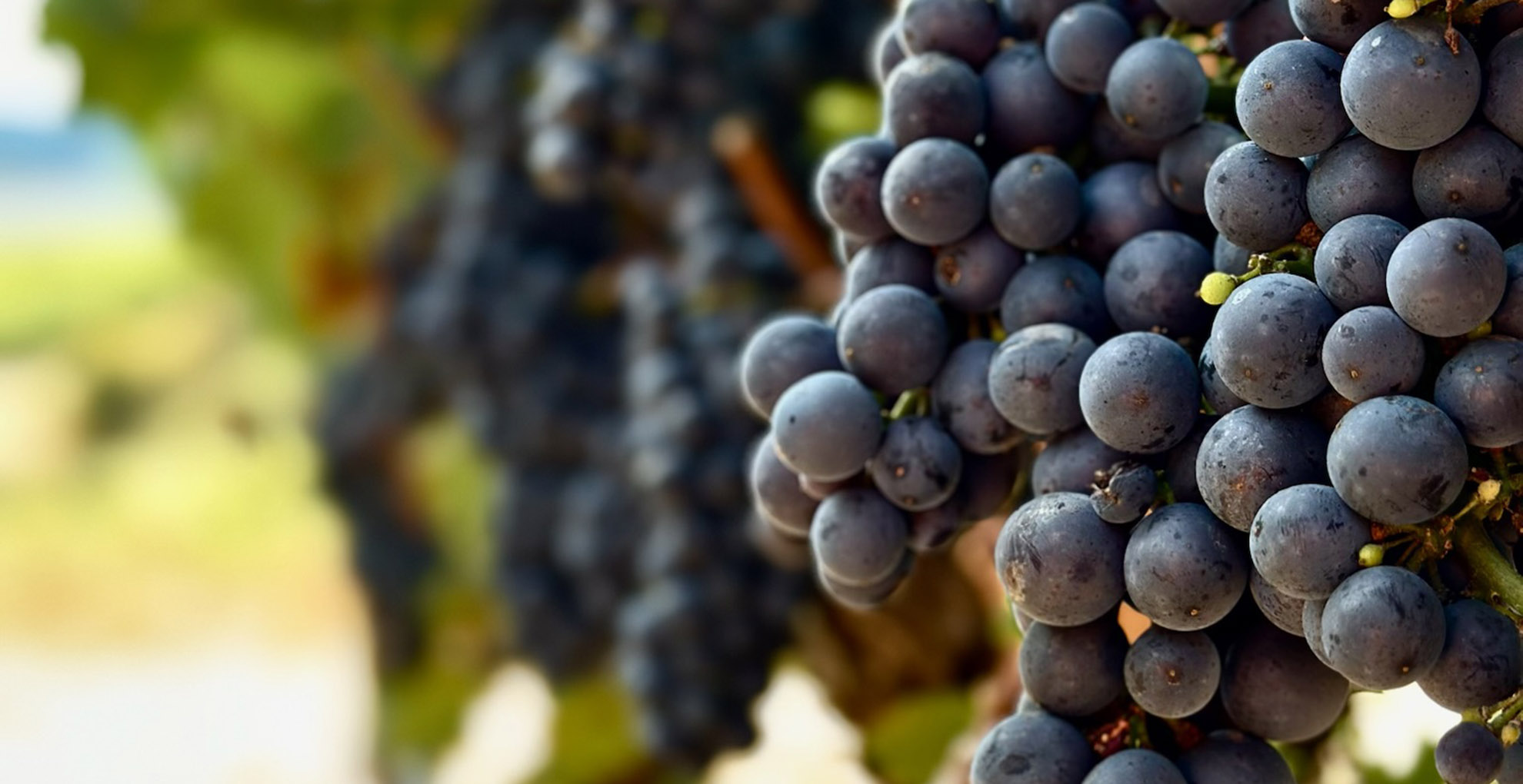 pinot noir grapes in vineyard