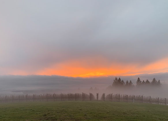 willakia vineyard in the early morning with fog
