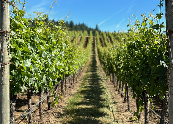 willakia vineyard vines on sunny day