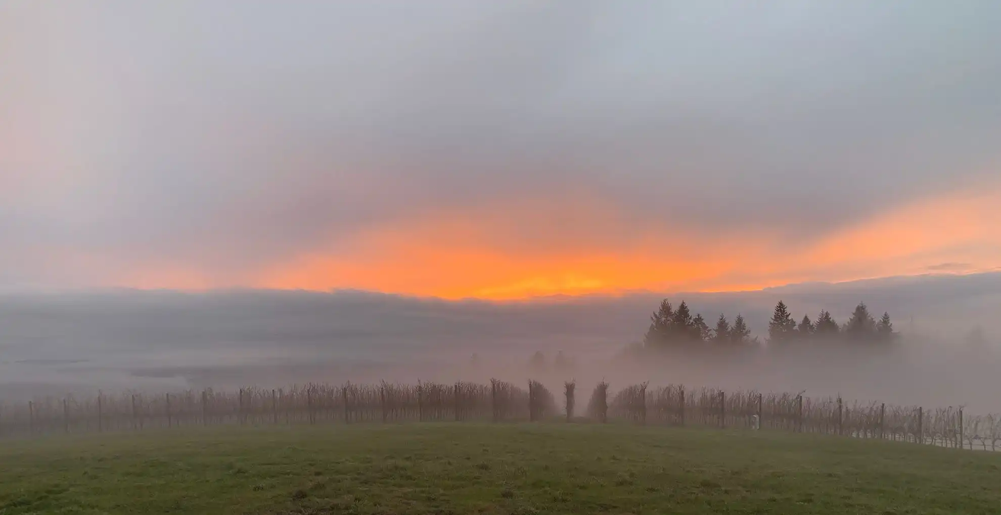 willakia vineyard in the early morning with fog