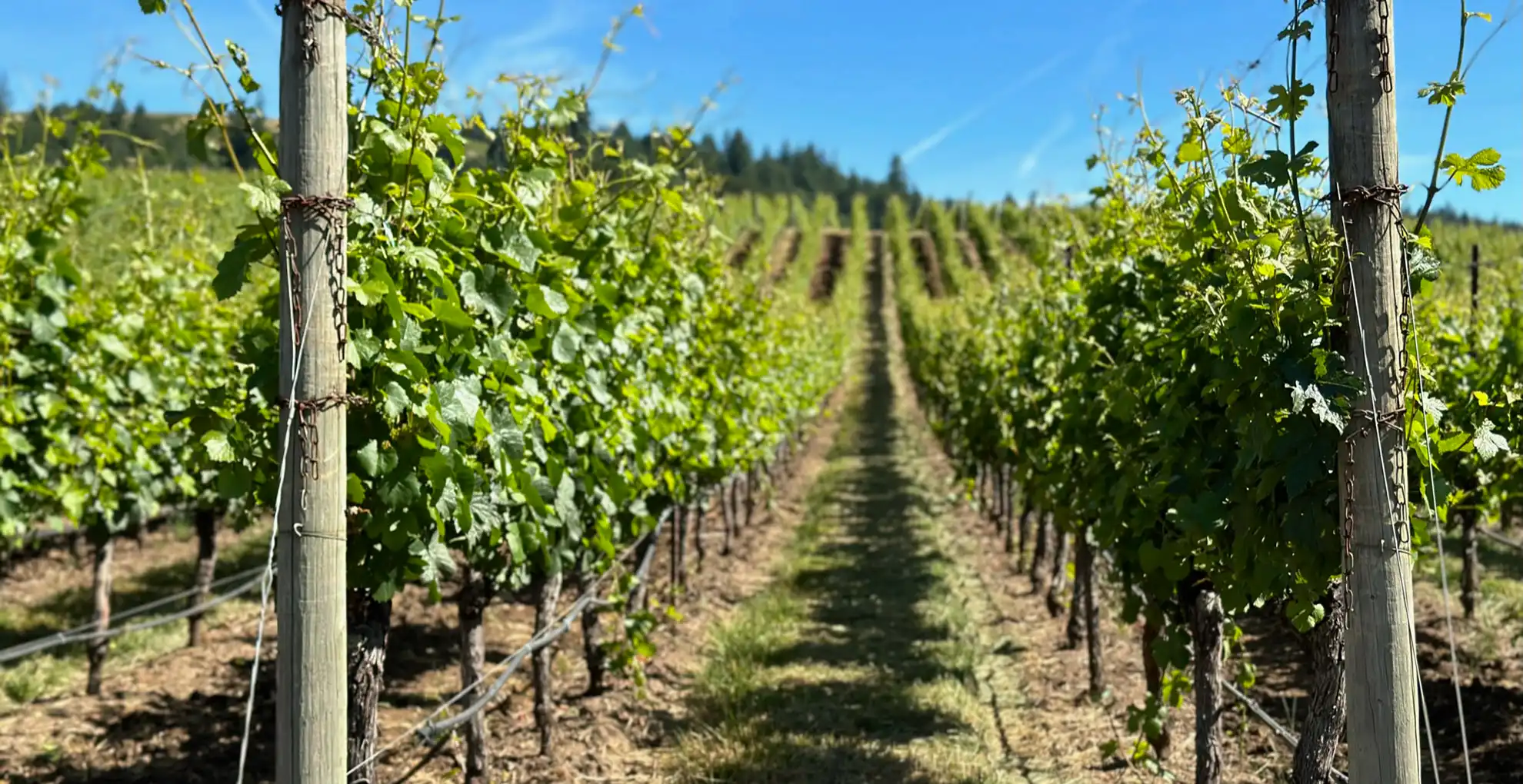 willakia vineyard vines on sunny day