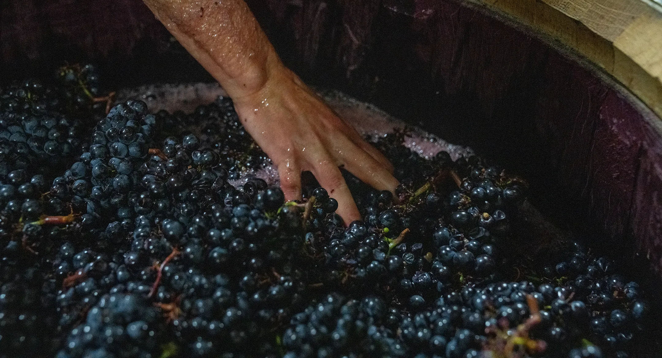 Grapes in production.