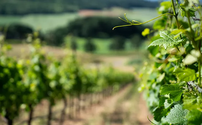 Close up image of Grape vines in a vineyard (mobile).