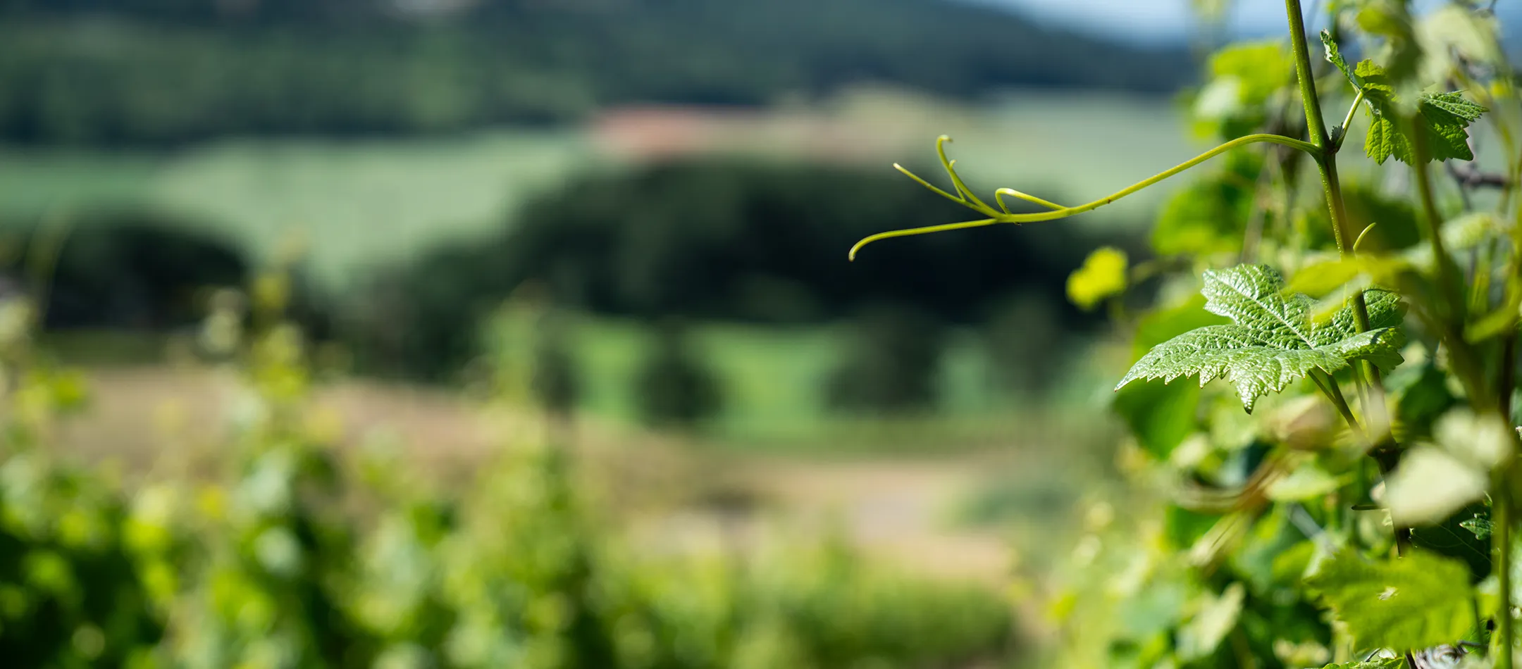 Close up image of Grape vines in a vineyard.