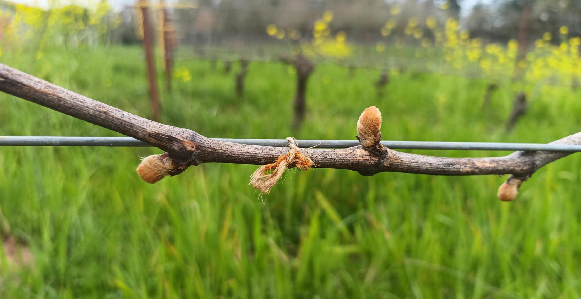 erath chardonnay budbreak in vineyard in 2026