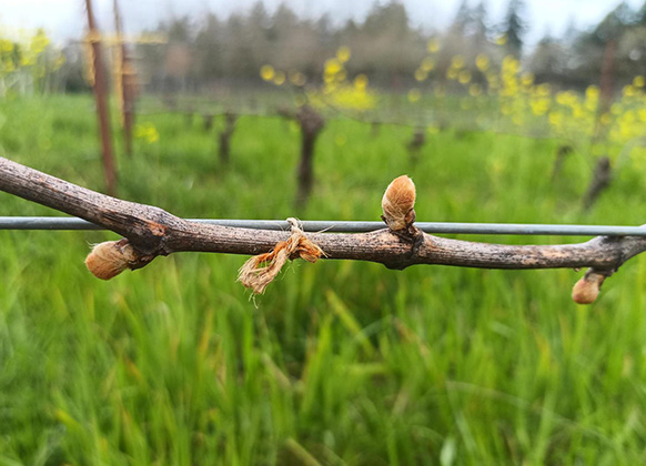 erath chardonnay budbreak in vineyard in march 2026